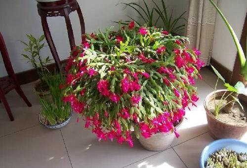 9月养蟹爪兰,掌握3个养护原则,“1适量,2少”,花苞呼呼窜