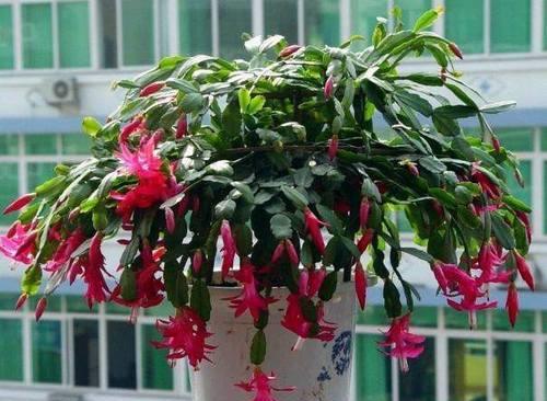 9月养蟹爪兰,掌握3个养护原则,“1适量,2少”,花苞呼呼窜