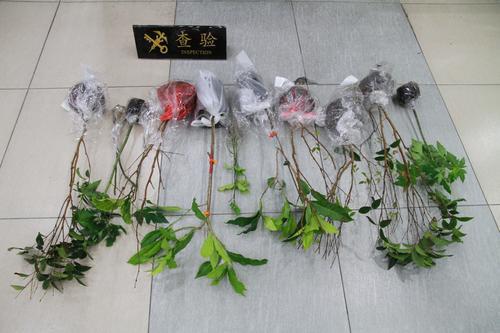 一旅客非法携带12株苗木从拱北口岸入境被查