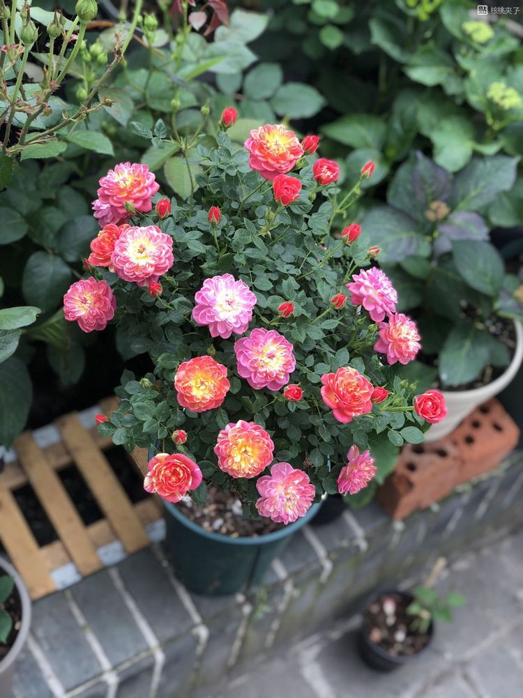 喜欢养花，就养这4款，放在阳台轻松爆盆，养护省心，花儿贼旺