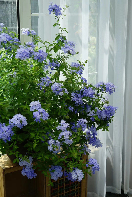 喜欢养花，就养这4款，放在阳台轻松爆盆，养护省心，花儿贼旺