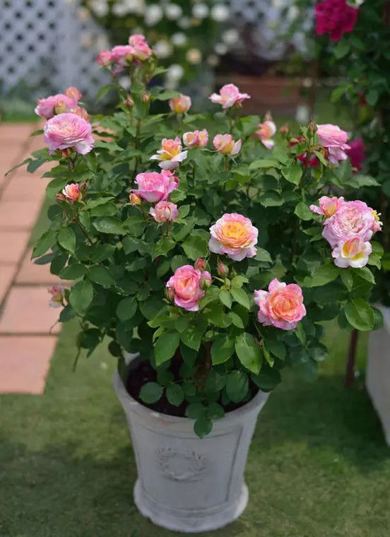 喜欢养花，就养这4款，放在阳台轻松爆盆，养护省心，花儿贼旺