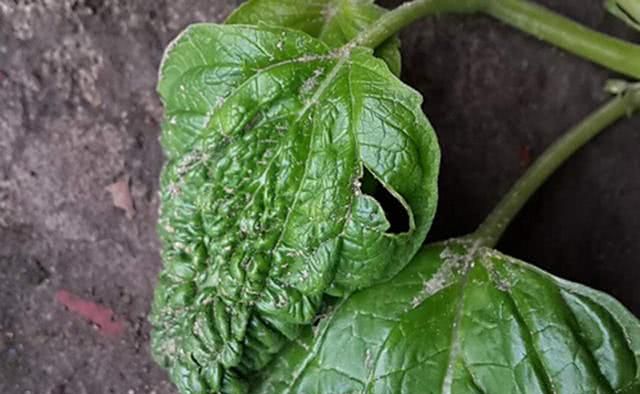 大豆病毒病的症状有哪些？传播途径是什么？种植户该如何预防？