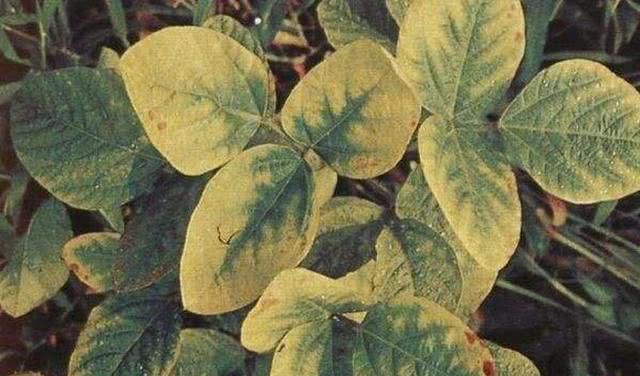 大豆病毒病的症状有哪些？传播途径是什么？种植户该如何预防？