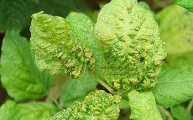 大豆病毒病的症状有哪些？传播途径是什么？种植户该如何预防？