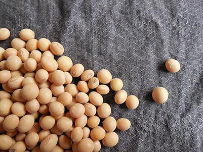 有机大豆为什么更营养？
