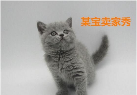妹子网购了一只蓝猫，几个月后哭了，网友：可能是猫长得像主人