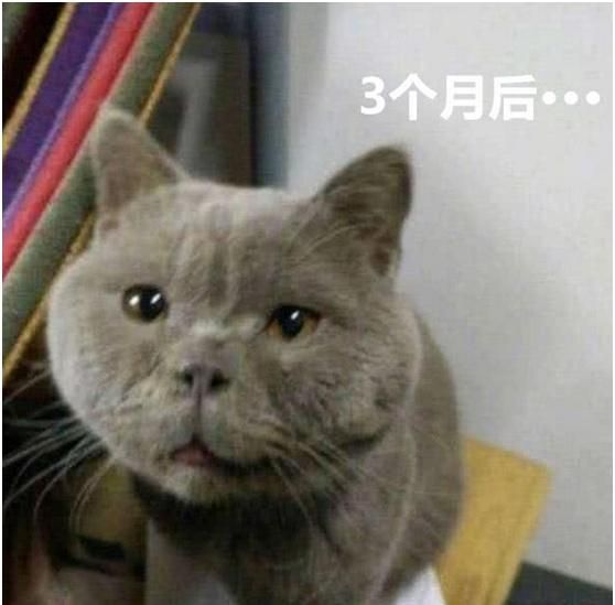 妹子网购了一只蓝猫，几个月后哭了，网友：可能是猫长得像主人