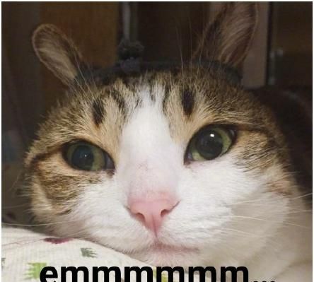 妹子网购了一只蓝猫，几个月后哭了，网友：可能是猫长得像主人