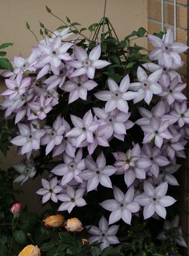 此花漂亮,美丽梦幻,仙气十足,全年开花,花量巨大,容易养护