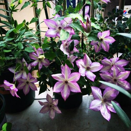 此花漂亮,美丽梦幻,仙气十足,全年开花,花量巨大,容易养护