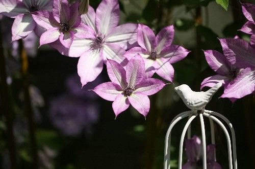 此花漂亮,美丽梦幻,仙气十足,全年开花,花量巨大,容易养护