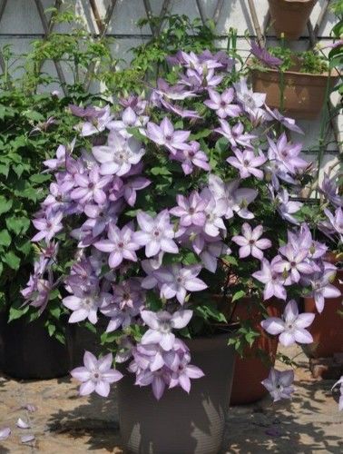 此花漂亮,美丽梦幻,仙气十足,全年开花,花量巨大,容易养护