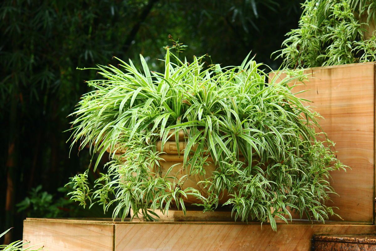路边捡点羊粪，简单一处理来养花，效果超级棒！