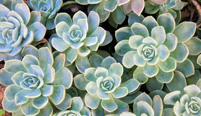 多肉植物秋天养护注意一点,叶子肥厚,不黄叶落叶,轻松养花