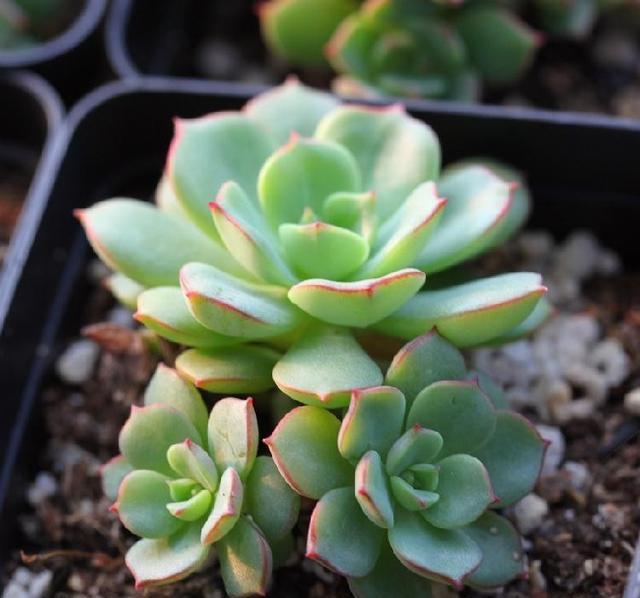 多肉植物秋天养护注意一点,叶子肥厚,不黄叶落叶,轻松养花