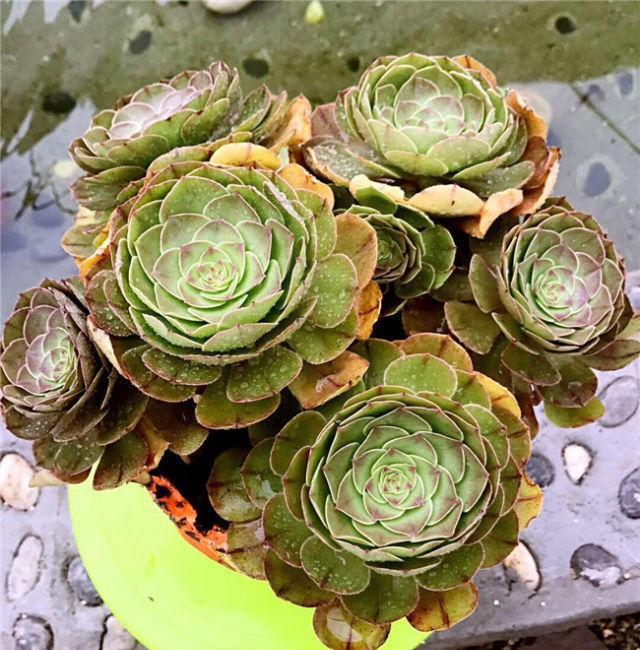 多肉植物秋天养护注意一点,叶子肥厚,不黄叶落叶,轻松养花