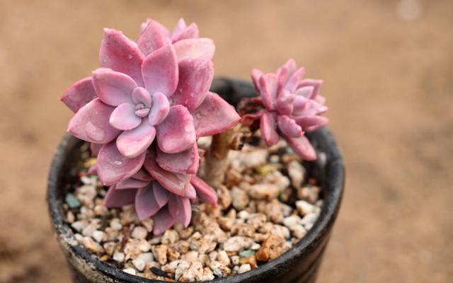 多肉植物秋天养护注意一点,叶子肥厚,不黄叶落叶,轻松养花