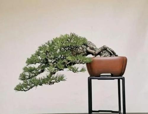 这三种松树盆景增值快，养了哪一种都不亏，放在家里足有面子！