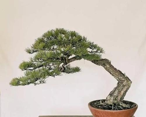 这三种松树盆景增值快，养了哪一种都不亏，放在家里足有面子！
