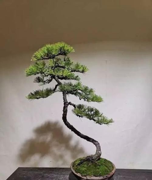 这三种松树盆景增值快，养了哪一种都不亏，放在家里足有面子！