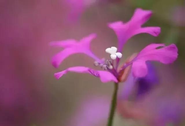 6个花卉拍摄技巧，巧助你成为“拍花大师”