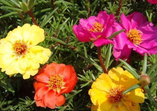 养的太阳花不开花只长叶,那真是“养护方法”有问题,快改改吧