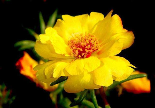 养的太阳花不开花只长叶,那真是“养护方法”有问题,快改改吧