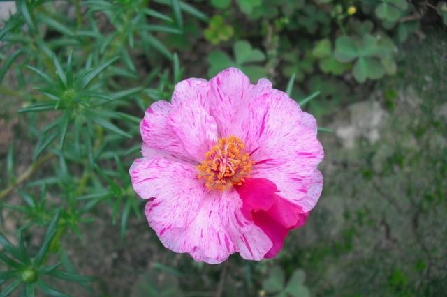 养的太阳花不开花只长叶,那真是“养护方法”有问题,快改改吧