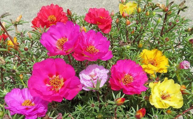 养的太阳花不开花只长叶,那真是“养护方法”有问题,快改改吧