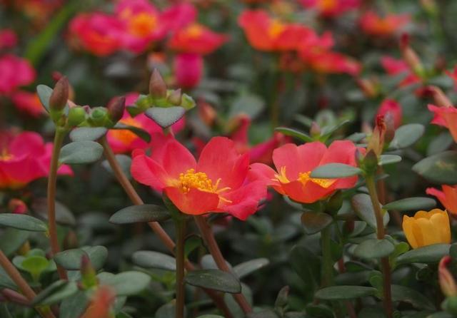 养的太阳花不开花只长叶,那真是“养护方法”有问题,快改改吧