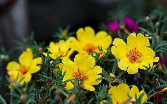 养的太阳花不开花只长叶,那真是“养护方法”有问题,快改改吧