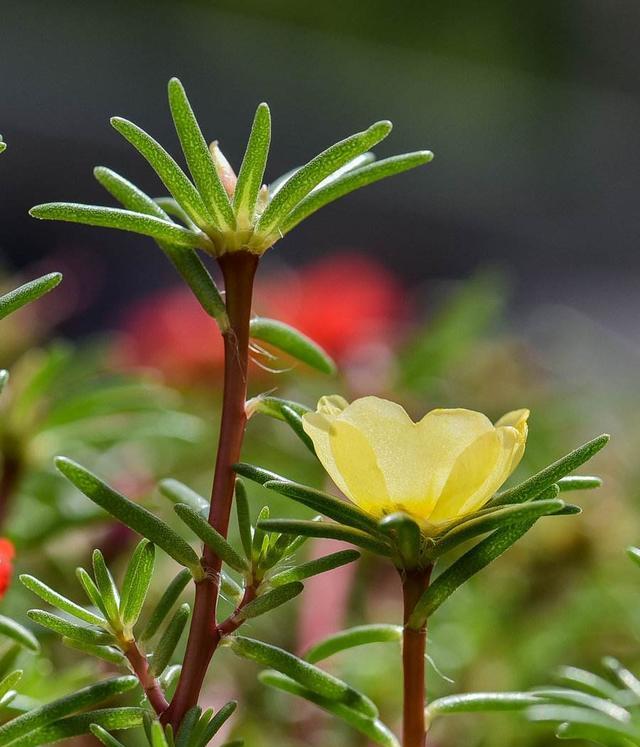 养的太阳花不开花只长叶,那真是“养护方法”有问题,快改改吧