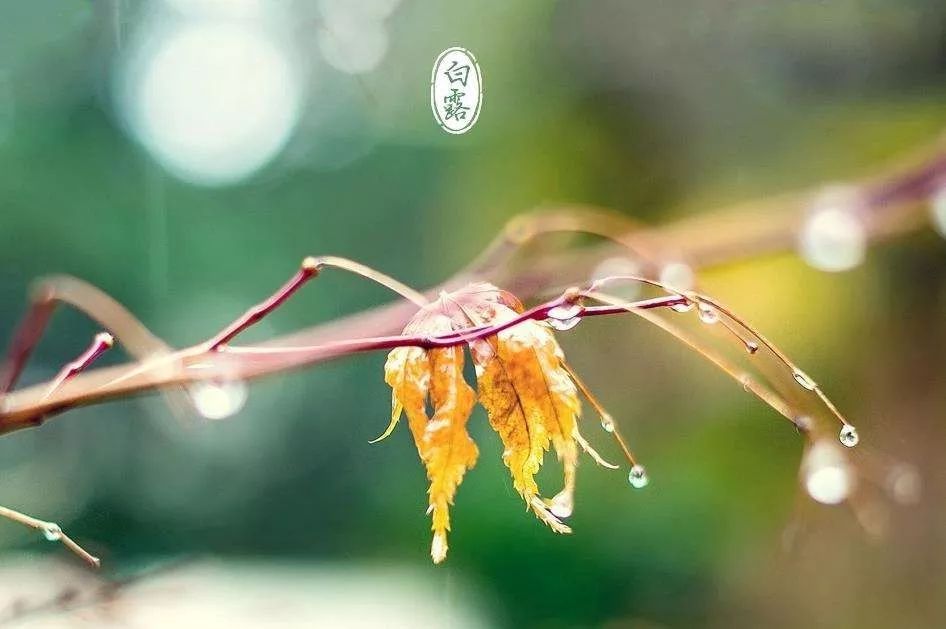 白露丨电力人的节气文化