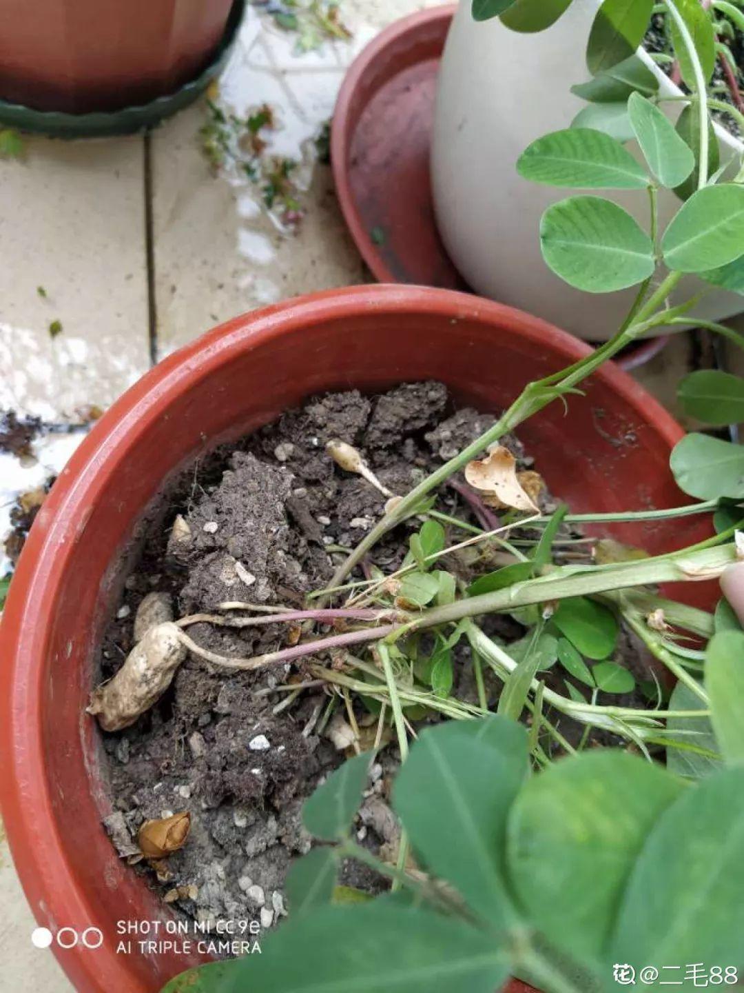 她用几粒花生米，种出一盆大花生，冒出来的豆芽根忒好看！