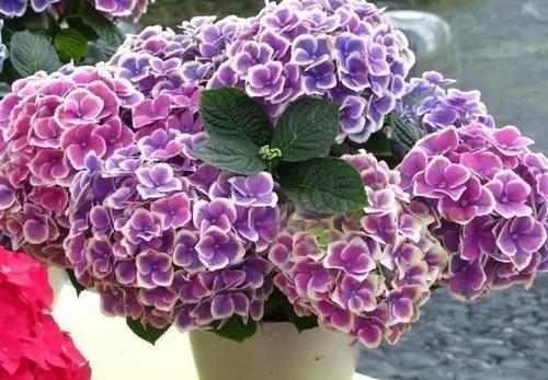 大花绣球秋天要修剪吗?有一点不能做,配合养护,来年花量超多