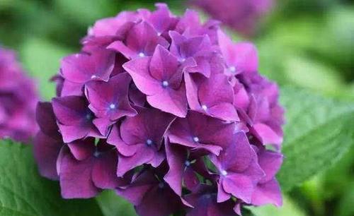 大花绣球秋天要修剪吗?有一点不能做,配合养护,来年花量超多