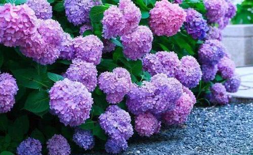 大花绣球秋天要修剪吗?有一点不能做,配合养护,来年花量超多