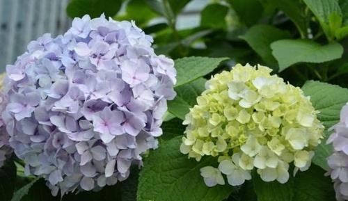 大花绣球秋天要修剪吗?有一点不能做,配合养护,来年花量超多