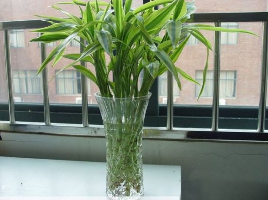 富贵竹养护，这“3处”地方最重要，不然可很容易烂根黄叶！