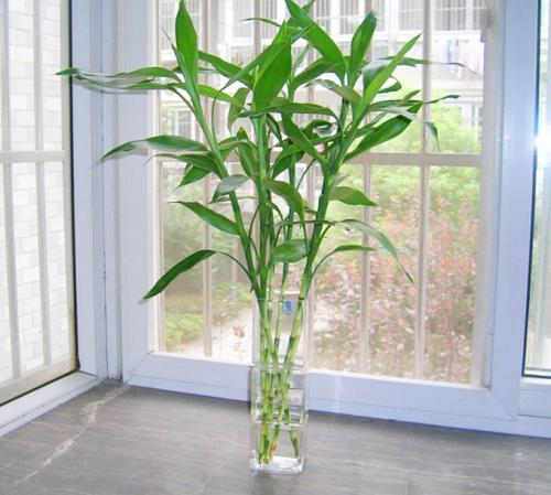 富贵竹养护，这“3处”地方最重要，不然可很容易烂根黄叶！