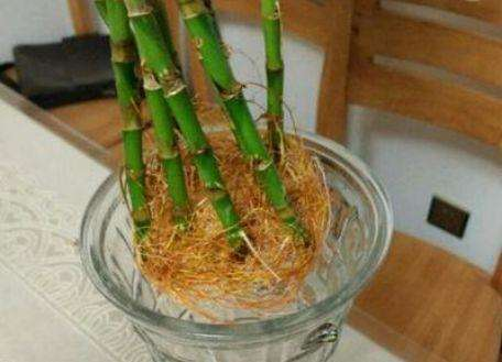 富贵竹养护，这“3处”地方最重要，不然可很容易烂根黄叶！