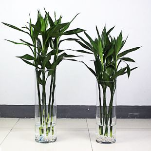 富贵竹养护，这“3处”地方最重要，不然可很容易烂根黄叶！