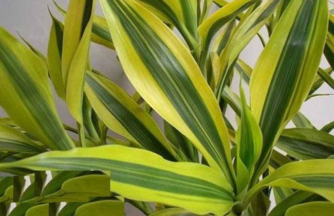 富贵竹养护，这“3处”地方最重要，不然可很容易烂根黄叶！