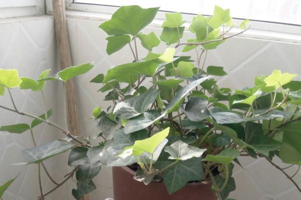 常春藤冬天需入室养护，多晒太阳少浇水，顺利过冬不用愁