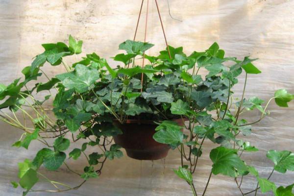 常春藤冬天需入室养护，多晒太阳少浇水，顺利过冬不用愁