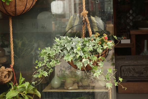 常春藤冬天需入室养护，多晒太阳少浇水，顺利过冬不用愁