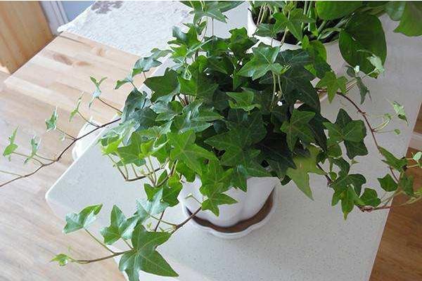 常春藤冬天需入室养护，多晒太阳少浇水，顺利过冬不用愁