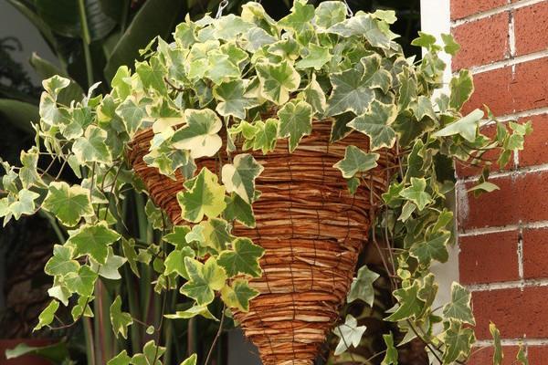 常春藤冬天需入室养护，多晒太阳少浇水，顺利过冬不用愁