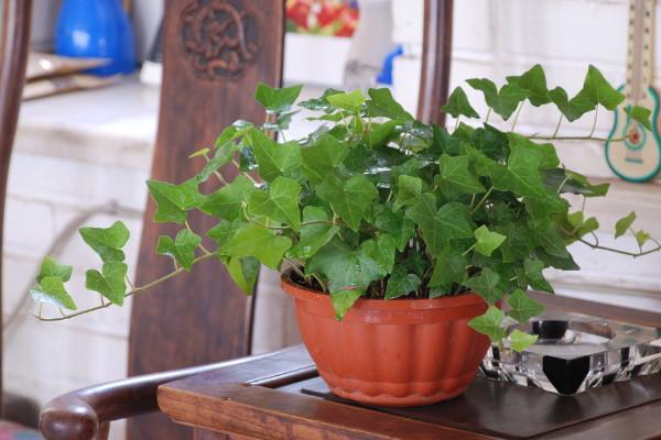 常春藤冬天需入室养护，多晒太阳少浇水，顺利过冬不用愁